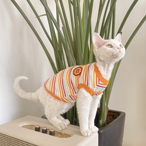 图图德文猫衣服无毛猫衣服斯芬克斯猫纯棉条纹弹力背心4色可选橘