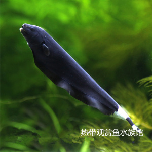电鳗鱼水族】电鳗鱼水族品牌、价格