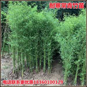 竹子苗庭院植物北方耐寒紫竹苗罗汉竹毛竹盆栽户外风景四季青竹苗