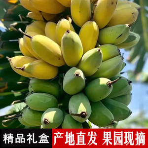 【正宗苹果蕉】现摘福建小胖粉蕉软糯香甜当季新鲜水果香蕉礼盒5