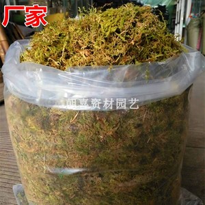 国产水苔干水苔干苔藓蝴蝶兰种植栽培兰花土苗木嫁接乌龟运输垫材