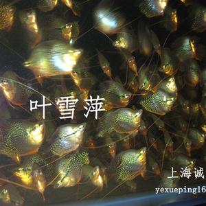 珍珠马甲球鱼活体热带观赏鱼淡水草缸球形鱼观赏鱼热带鱼渔场