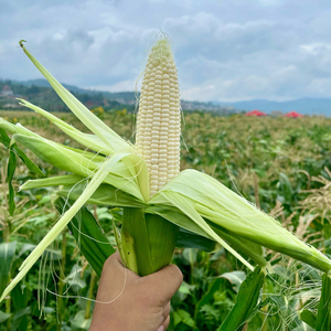 微玉爆浆冰糖玉米水果玉米鲜嫩多汁香甜皮薄基本无渣一株只留一根