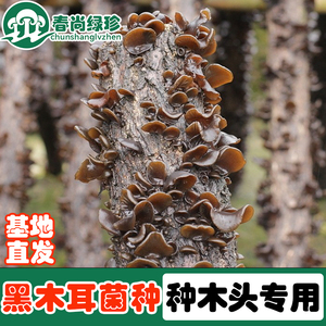 高产椴木黑木耳菌种香菇原种种树木头上栽培种平菇菌种子食用菌