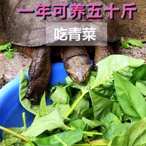 吃菜草龟活体大型乌龟活体宠物大型乌龟素食生蛋龟下蛋龟可繁殖