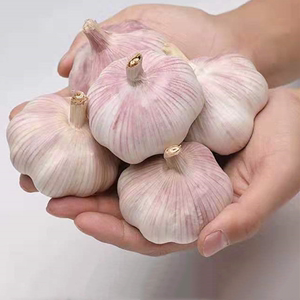 大蒜5斤新大蒜头农家自种精选中果紫白皮可做种子包邮蔬菜特价