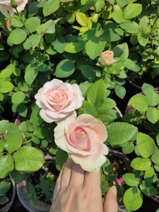 古月花香 粉红雪山 扦插苗盆栽种苗灌木大花月季玫瑰