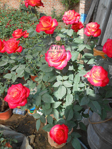 古月花香 阿林卡  扦插苗盆栽种苗灌木大花月季玫瑰