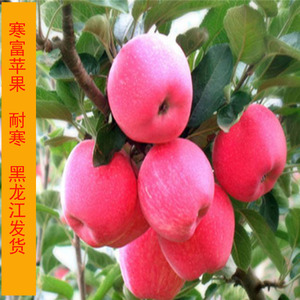 黑龙江苹果树苗东北耐寒果树苗寒富苹果葵苹二号大甜苹果苗保真