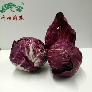 新鲜蔬菜 红叶包菜 紫苣 红菊苣 落地球生菜 特菜 西餐沙拉菜500g