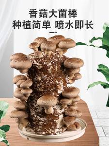香菇菌种菌菇家蘑菇种植包香菇种子香菇种植菌种食用菌香菇种植包