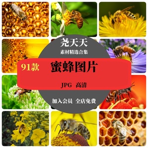 高清动物生物JPG图片蜜蜂采蜜花蕊花粉触角蜂房蜂巢蜂窝素材