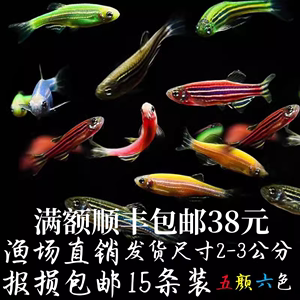 活体热带鱼小型鱼苗观赏鱼灯科鱼红绿灯宝莲灯孔雀鱼斑马鱼淡水鱼