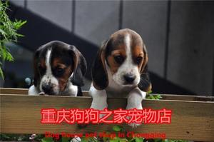 重庆狗狗之家名犬舍纯种三色比格犬幼犬出售史努比狗狗猎兔犬