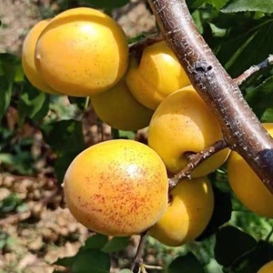 荷兰香蜜杏树苗当年挂果南北方种植山东凯特金太阳新疆吊杆杏