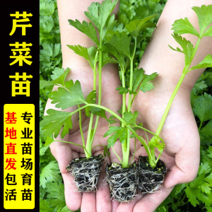 皇后芹菜苗幼苗西芹籽小香芹秧苗种子孑根芹菜基地四季蔬菜苗庭院