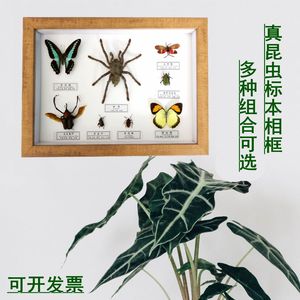 新品真蝴蝶昆虫标本创意立体相框客厅装饰画框工艺品科普礼品定制