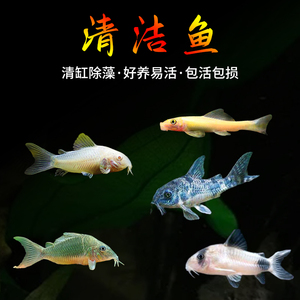清道夫鱼苗观赏鱼金苔鼠小型热带鱼鼠鱼清洁工鱼除藻工具鱼冷水鱼