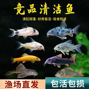 清道夫观赏鱼金苔鼠黄金胡子鱼鱼缸清洁工鼠鱼淡水冷水工具除藻鱼
