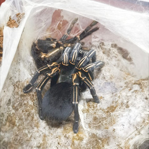 泰国斑马脚宠物蜘蛛另有海格力斯巨人巴布多哥星团金属蓝黑丝绒
