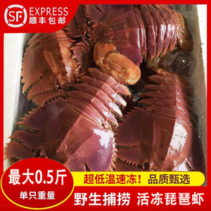 鲜活琵琶虾新鲜九齿扇虾海鲜虾姑特大濑尿虾生鲜水产最大半斤一只