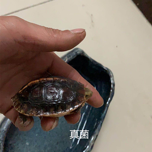 缘友之家 黄缘闭壳龟专用药品 草墨龟巴西 水龟腐皮真菌治疗水龟