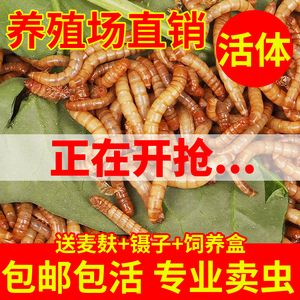 面包虫活体鲜活大麦虫大号仓鼠金龙鱼鱼食八哥画眉鸟食活体虫子