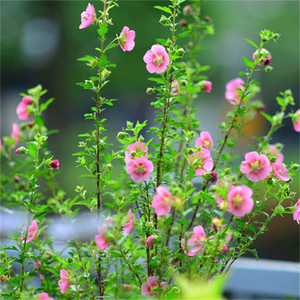 小木槿 盆栽小苗 新手好养 绿植阳台 四季耐热花卉 多季重复开花