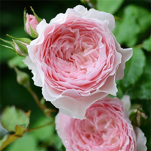 日本新品月季美咲/Misaki庭院玫瑰丰花浓香月季玫瑰花扦插小苗