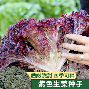 紫色生菜种籽叶用莴苣种孑蔬菜种子大全四季种菜播种红叶罗莎奶油