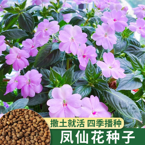 重瓣凤仙花种子七彩指甲草茶花阳台盆栽四季开花易活花卉种籽子孑