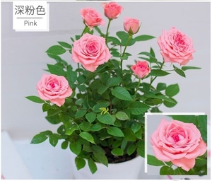 微型月季盆栽植物花卉室内观花 阳台小四季迷你玫瑰带花苞 包邮