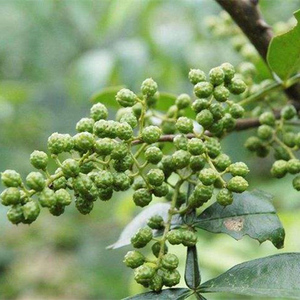 九叶青花椒苗树盆栽地栽当年结果食用藤椒苗大红袍麻椒果树苗包邮