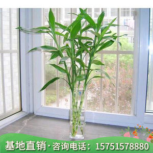 花卉盆栽富贵竹开运 花卉盆栽富贵竹开运品牌 价格 阿里巴巴