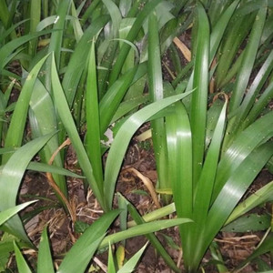 扁竹兰苗鸢尾花苗庭院绿化绿植物护坡固土绿化带花卉工程道路苗木