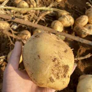 东北土豆黑龙江红皮大土豆农家肥种马铃薯现挖发货新鲜蔬菜面土豆