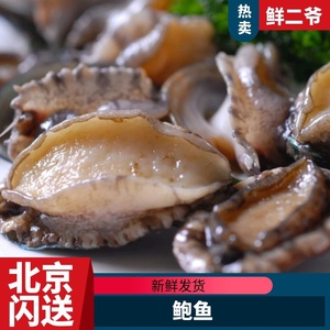 【北京闪送】100g/只 5头鲍单只卖 鲍鱼大连鲍鲜活鲍鱼 海鲜水产