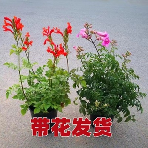 凌霄花苗大花盆栽爬藤植物庭院好养攀爬花卉藤本苗木四季观赏花木