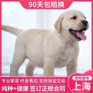 上海犬舍出售纯种拉布拉多幼犬纯种黑色拉布拉多幼犬家养大型幼犬