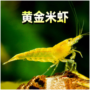 黄米虾淡水草缸观赏虾活体除藻工具宽背细背虾黄金米虾宠物清洁虾