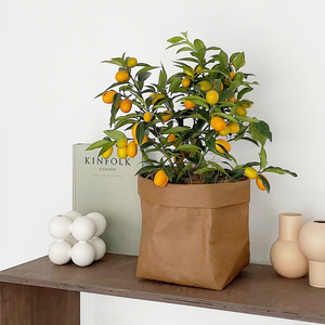 金桔树盆栽可食用带果脆皮四季橘子树苗客厅室内外驱蚊花卉绿植物