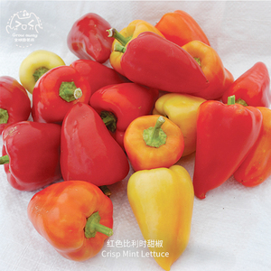 红比利时甜椒种子紧凑高产甜美酥脆果肉厚实进口传家宝春秋盆栽