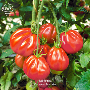 卡蜜尔番茄种子浓郁多汁沙瓤美国进口传家宝春秋室内阳台盆栽蔬菜
