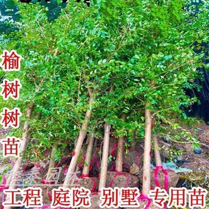 榆树苗榆树小苗白榆家榆榆钱树别墅庭院道路绿化工程苗圃庭院种植