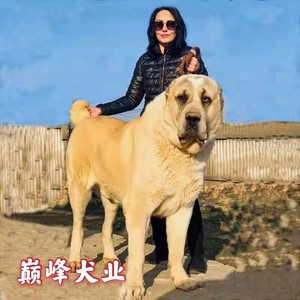 纯种中亚犬中亚牧羊犬幼犬巨型超大型宠物狗中亚牧羊犬大骨架猛犬