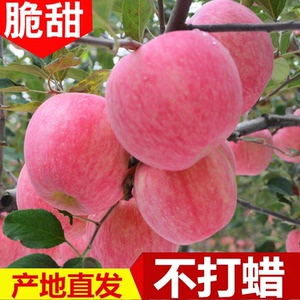 甘肃平凉灵台红富士苹果农户自产高原现摘现发脆甜微酸2023年新果