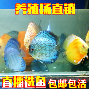 特价七彩神仙鱼活体 可繁殖 中小型热带淡水观赏鱼鱼苗  风水鱼