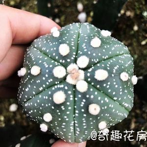 星兜球多肉植物将军阁绿色盆栽花卉办公室仙人球生石花 白桦麒麟