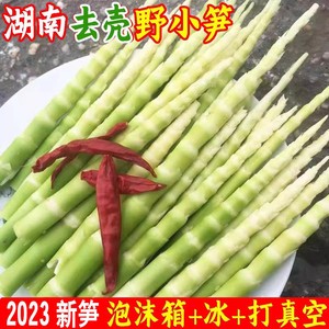 现挖野生小竹笋5斤笋肉2024春笋新鲜鲜笋去壳山野菜笋子顺丰包邮