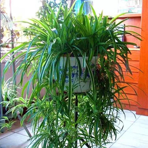 金边吊兰植物室内好养花卉盆栽吸除去桌面小绿植甲醛水养水培垂吊